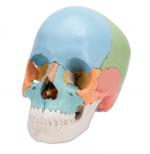 A291_01_Beauchene-Adult-Human-Skull-Model-Didactic-Colored-Version-22-part.jpg