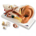 E10_01_Ear-Model-3-times-life-size-4-part.jpg