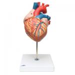 G12_01_Heart-2-times-life-size-4-part.jpg