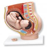 L20_01_Pregnancy-Pelvis-3-part.jpg