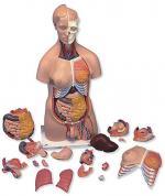 torso-anatomical-model-dual-sex-429495.jpg