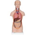 B22_01_1200_1200_Mini-Human-Torso-Model-12-part-3B-Smart-Anatomy.jpg