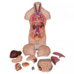 B22_03_Mini-Human-Torso-Model-12-part-3B-Smart-Anatomy.jpg