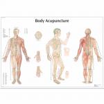 Body-Acupuncture-Chart.jpg
