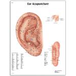 Ear-Acupuncture-Chart.jpg