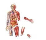 Human body-2.jpg