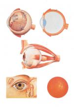 V2011_L_the-eye-i-anatomy.jpg