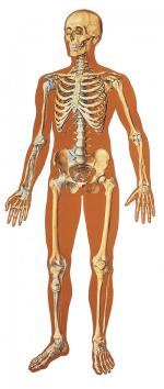 V2001_L_the-human-skeleton-front.jpg